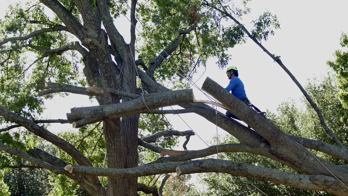 Professional Crown Thinning performed by certified arborists in Blacksville