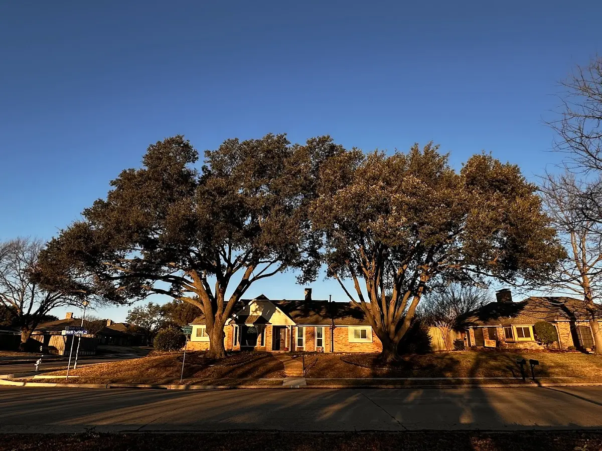 Established residential canopy tree shading a home in Blacksville
